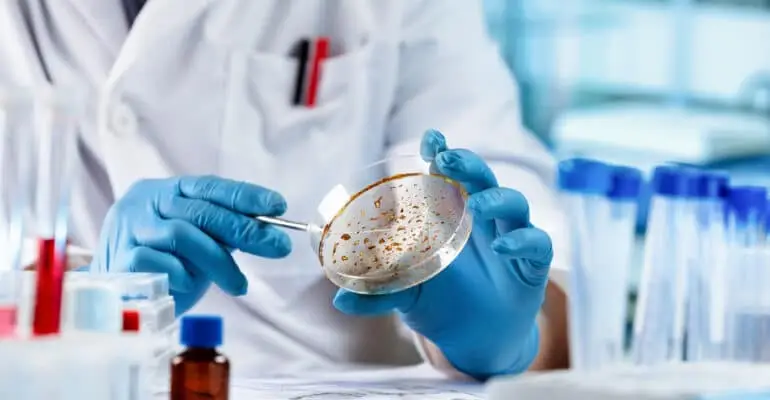 Microbiologist working and examining mold and fungal cultures in petri dishes in the microbiology laboratory